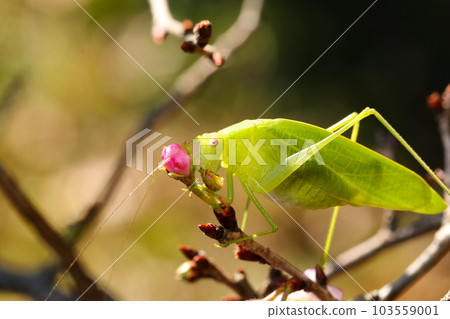 A grasshopper eating the flower buds and buds of autumn-blooming October cherry blossoms (outdoor insect macro close-up image) A grasshopper eating the flower buds and buds of autumn-blooming October cherry blossoms (outdoor insect macro close-up image) 103559001