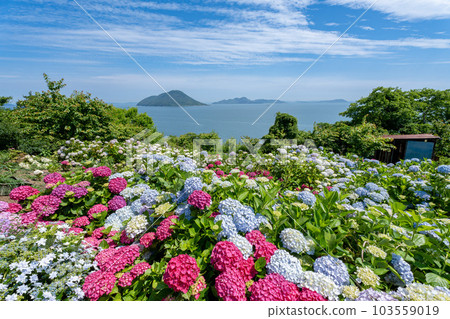 Hydrangea and the beautiful Seto Inland Sea in the flower garden in the sky of Shishijima, Mitoyo City, Kagawa Prefecture 103559019