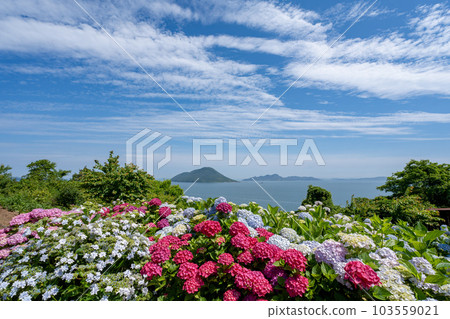 Hydrangea and the beautiful Seto Inland Sea in the flower garden in the sky of Shishijima, Mitoyo City, Kagawa Prefecture 103559021