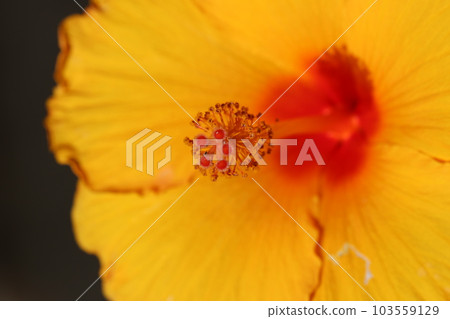 A bright yellow flower with beautiful hibiscus stamens and pistils that looks like a chic gold studded with jewels. A bright yellow flower with beautiful hibiscus stamens and pistils that looks like a chic gold studded with jewels. 103559129