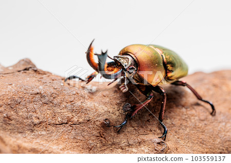Papua Kiniro Stag beetle 103559137