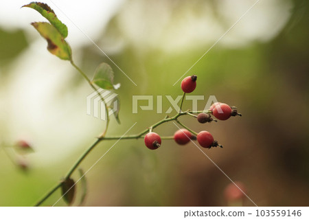 秋季森林景觀 103559146