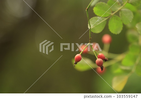 秋季森林景觀 103559147