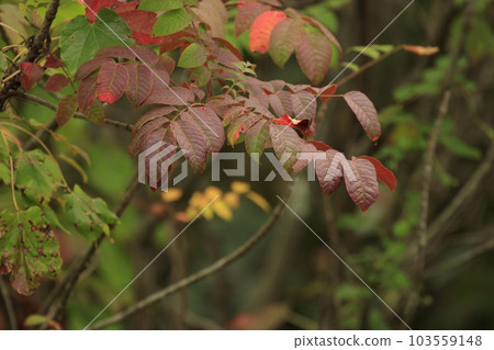 秋天的森林景觀與紅色的葉子 103559148