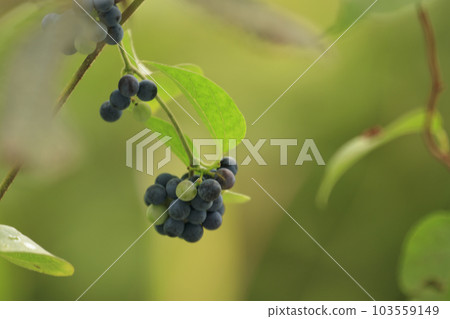 Autumn forest scenery purple-hued berries 103559149