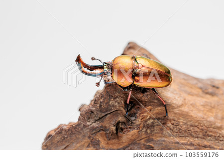 Papua Kiniro Stag beetle 103559176