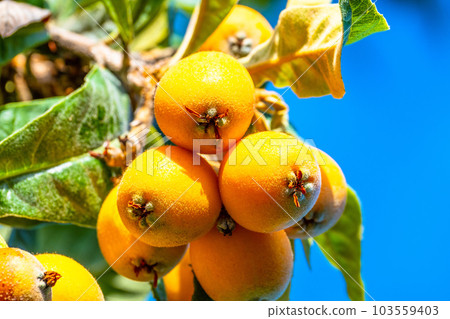 成熟的枇杷果實 成熟的枇杷果實 103559403