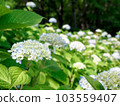 hydrangea hydrangea 103559407
