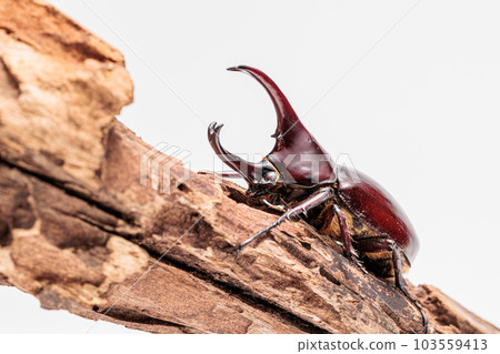 佛羅倫薩獵鷹 佛羅倫薩獵鷹 103559413