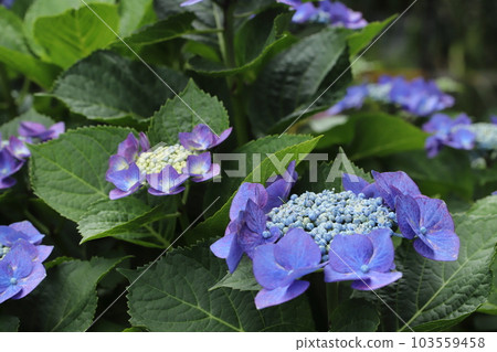 Mai hydrangea flower 103559458