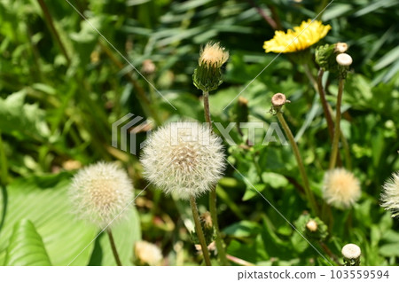 Japanese Tanpopo Japanese Tanpopo 103559594