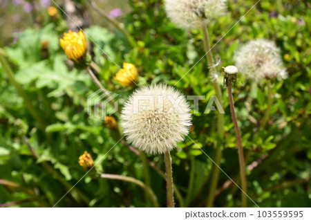 Japanese Tanpopo Japanese Tanpopo 103559595