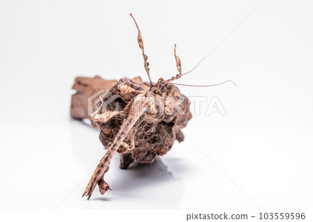 giant stick insect 103559596