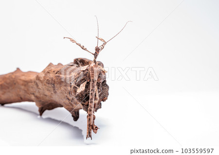 giant stick insect giant stick insect 103559597