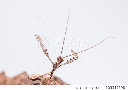 giant stick insect giant stick insect 103559598