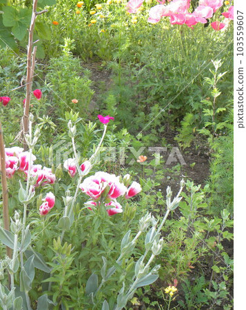 Red-white gotechia flowers and pink velvet grass flowers 103559607