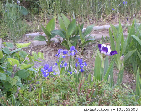 The blue flower with a mesh pattern on the front hang is an iris flower The blue flower with a mesh pattern on the front hang is an iris flower 103559608