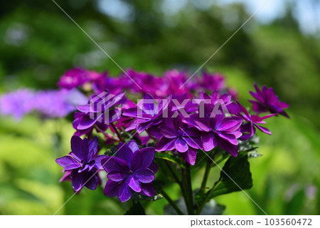 Hydrangea 3 "dark purple hydrangea" 103560472