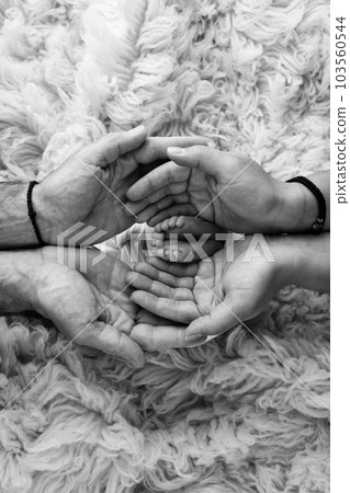 Feet of the newborn on the palms of the parents. The palms of the father and mother are holding the foot of the newborn baby in flokati. Black and white photography of a child's toes, heels and feet. Feet of the newborn on the palms of the parents. The palms of the father and mother are holding the foot of the newborn baby in flokati. Black and white photography of a child's toes, heels and feet. 103560544