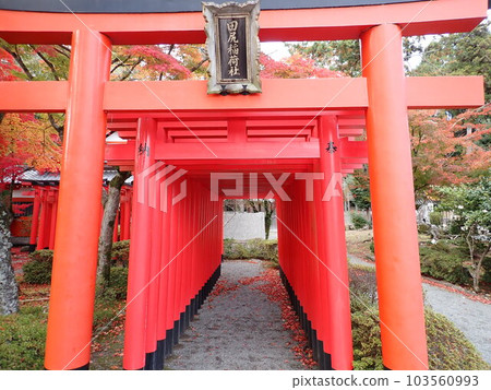 Shinto shrine torii Shinto shrine torii 103560993