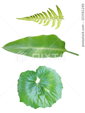 Tropical plants on a white background. Tropical plants on a white background. 103561289