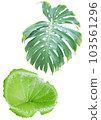 Tropical plants on a white background. 103561296