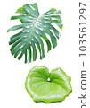 Tropical plants on a white background. 103561297