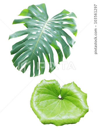 Tropical plants on a white background. Tropical plants on a white background. 103561297