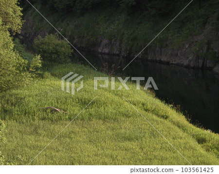 田園詩般的河畔 103561425