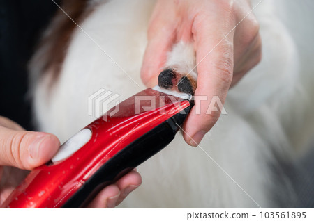A female groomer cuts the hair between the toes of a Papillon dog. A female groomer cuts the hair between the toes of a Papillon dog. 103561895