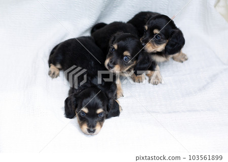 Puppy Kaninhen Dachshund 103561899