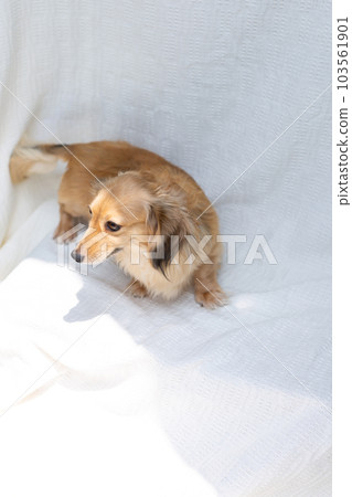 Adult Kaninchen Dachshund 103561901
