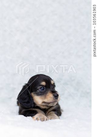 Puppy Kaninhen Dachshund 103561903