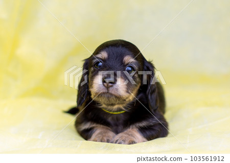 小狗 Kaninhen 臘腸 103561912