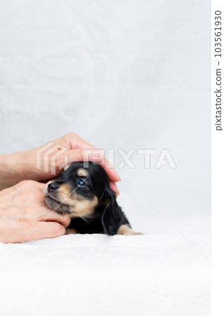 Puppy Kaninhen Dachshund 103561930