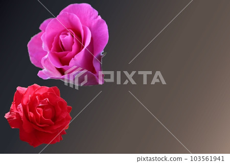 A contrasting red rose swaying in the wind 103561941