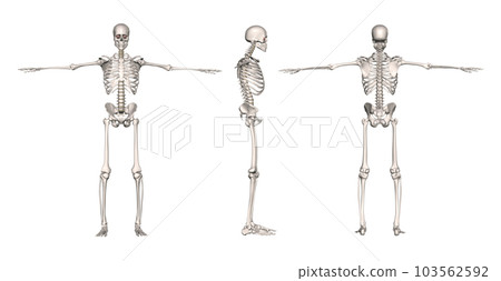 按男性骨骼取向排列的模型1(白底) 按男性骨骼取向排列的模型1(白底) 103562592