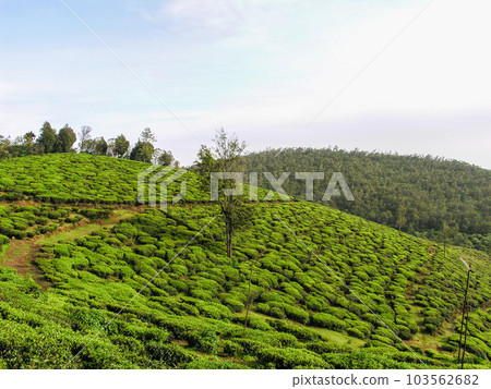 Tea gardens Tea gardens 103562682