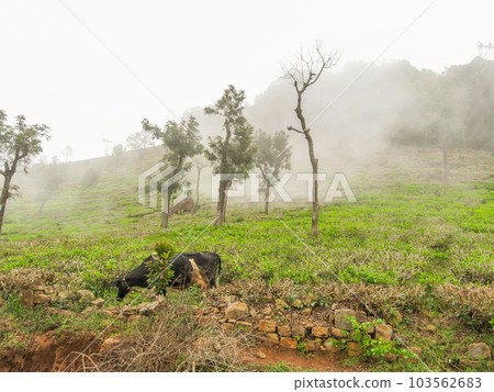 Tea gardens Tea gardens 103562683