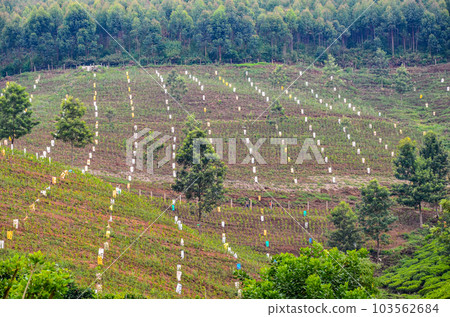 New tea plantation 103562684