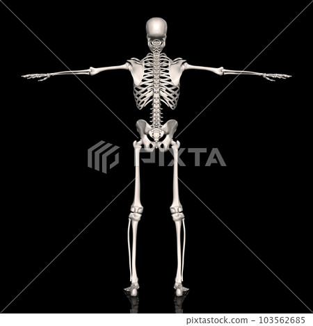 Male full body skeleton diagram, model 1, from the back (black background) Male full body skeleton diagram, model 1, from the back (black background) 103562685