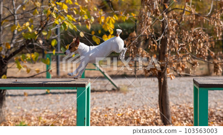 Jack Russell Terrier dog jumping from one wooden bench to another in the dog playground. Jack Russell Terrier dog jumping from one wooden bench to another in the dog playground. 103563003