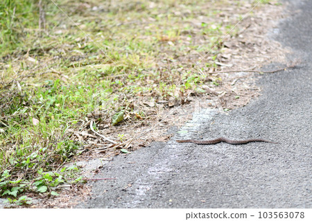 A viper beside a forest road 103563078