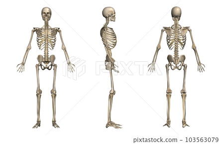 List by male skeleton orientation model 2 (white background) 103563079