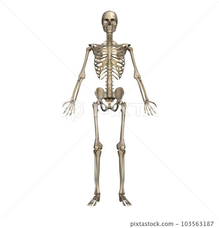 (Male full body skeleton, model 2, front view (white background) 103563187