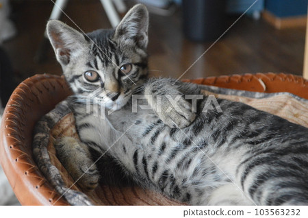 Cat relaxing in a chair Cat relaxing in a chair 103563232