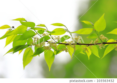 開著花的木庫樹 103563432