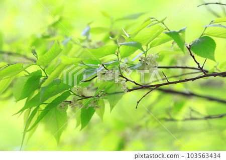 Muku tree with flowers Muku tree with flowers 103563434