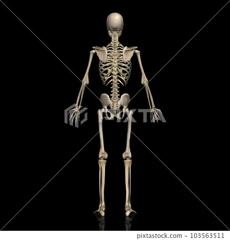 Male full body skeleton, model 2, from the back (black background) Male full body skeleton, model 2, from the back (black background) 103563511