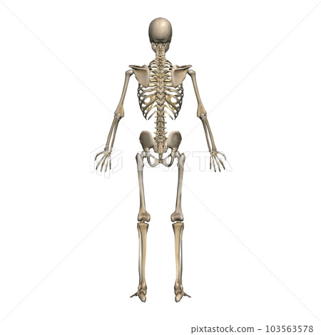 Male full body skeleton diagram, model 2, from the back (white background) Male full body skeleton diagram, model 2, from the back (white background) 103563578